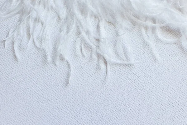 白い質感の背景に白い羽 フレーム テキストや製品の空き領域 優しさの概念 — ストック写真