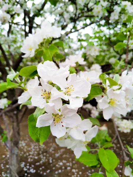 Blühender Apfelbaum Vertikales Foto — Stockfoto