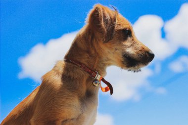 Arkasında mavi gökyüzü olan sevimli köpek başka tarafa bakıyor.