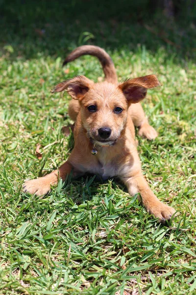 Bonito Cão Deitado Grama Olhando Para Câmera Com Grama Fundo — Fotografia de Stock