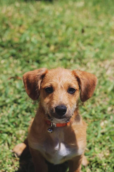 Köpek Çimlerin Üzerinde Oturuyor Kameraya Dikey Bakıyor — Stok fotoğraf