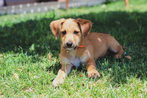Hund Liegt Gras Und Blickt Die Kamera Mit Gras Hintergrund — Stockfoto