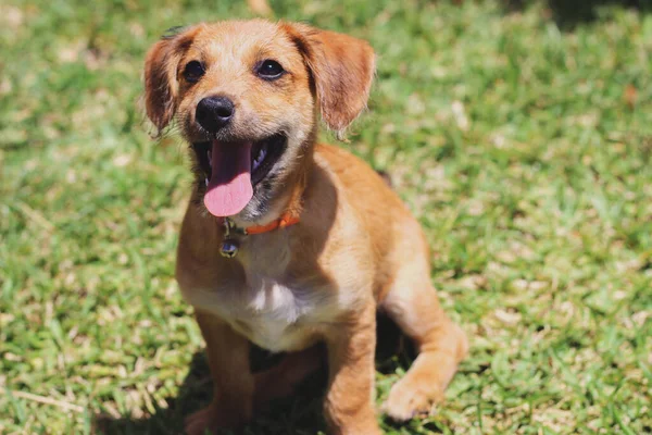 Ağzı Açık Köpek Yukarı Bakıyor Arka Planda Çim Ile Dilini — Stok fotoğraf