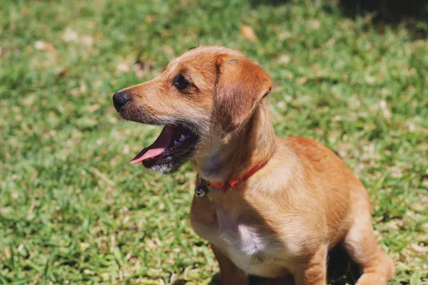 Perro Mascota Con Boca Abierta Mirando Hacia Otro Lado Con —  Fotos de Stock