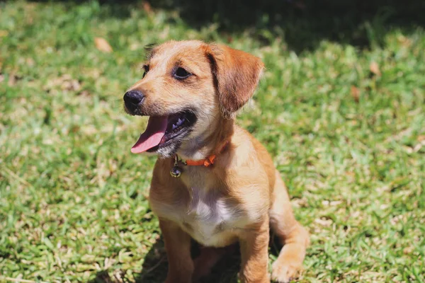 Ağzı Açık Oturan Köpek Arka Planda Çimlerle Başka Yere Bakıyor — Stok fotoğraf