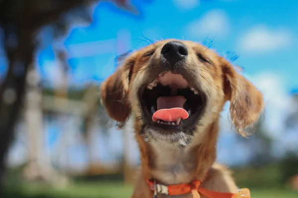 Σκύλος Χαμογελά Ανοιχτό Στόμα Κοιτάζοντας Προς Πάνω Χαριτωμένο Καταπληκτικό Φοβερό — Φωτογραφία Αρχείου