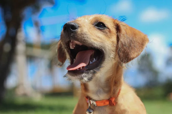 Ağzı Açık Bir Köpek Gülümsüyor Gibi Görünüyor Tatlım — Stok fotoğraf