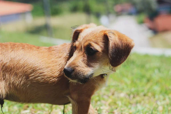 Cão Olhando Para Trás Com Fundo Grama Verde — Fotografia de Stock