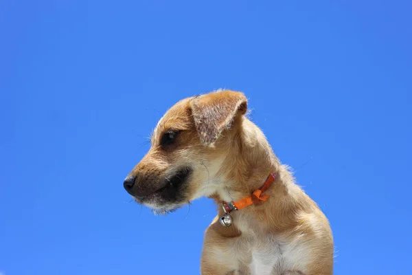 Chien Mignon Regardant Vers Bas Avec Ciel Bleu Arrière Plan — Photo