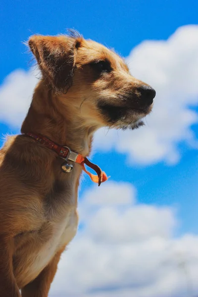 Cane Marrone Guardando Lontano Con Cielo Blu Sullo Sfondo Verticale — Foto Stock