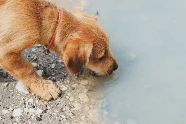 brown dog drinking water in puddle, nature, tongue, cute, horizontal