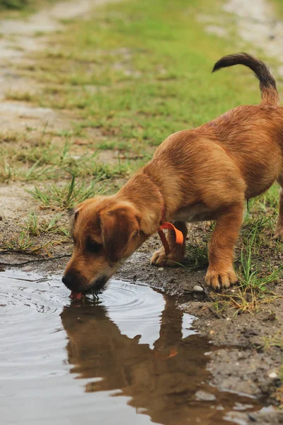 Brown Dog Drinking Water Puddle Nature Tongue Cute Vertical — Stock Photo, Image