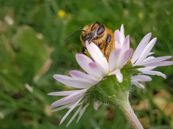 Abeille Sur Fleur — Photo