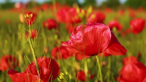 Landscape fields with red poppies, blown by the wind. Spring. Summer. Sunny day. — Stock Video