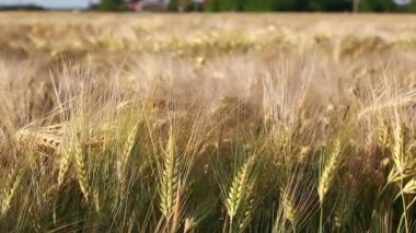 Buğday tarlası. Çiviler rüzgârla havaya uçtu. Güneşli bir gün. Yumuşak görüntü. Yatay video. Yaz.