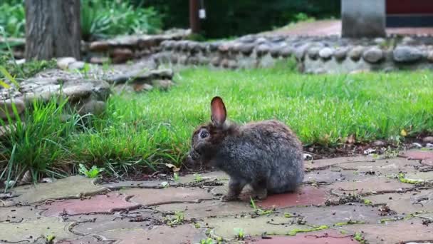 Niedlich, braun, kleines Kaninchen auf dem grünen Gras an einem Sommertag. Juckt mit einer Pfote. — Stockvideo