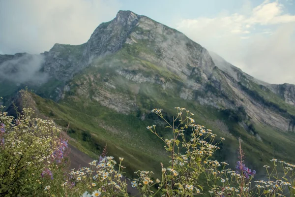 Bulutlu dağların manzarası. Ön planda dağ çiçekleri var. Kuş bakışı. Erken, güneşli bir sabah. Soçi. Krasnaya Polyana. Yumuşak bir resim