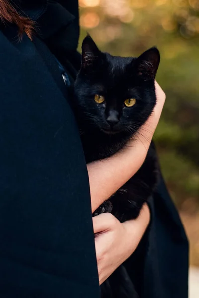 Womens hands hold a black cat in their arms. Black cloak. Twilight. Selective focus. High-quality photos — Stock Photo, Image