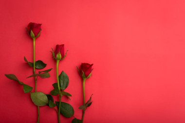 Kırmızı zemin üzerine - Sevgililer günü ya da düğün kavramı kırmızı gül