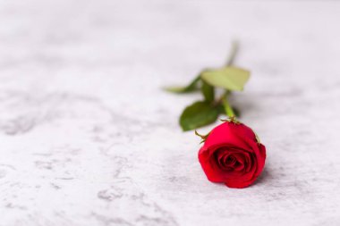 Beyaz arka plan üzerinde - Sevgililer günü ya da düğün kavramı kırmızı gül