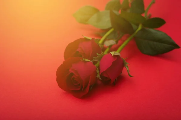 Rosa Roja Sobre Fondo Rojo San Valentín Concepto Boda — Foto de Stock