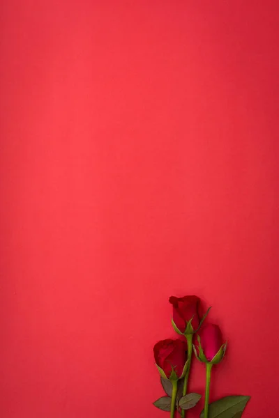 Rosa Roja Sobre Fondo Rojo San Valentín Concepto Boda — Foto de Stock