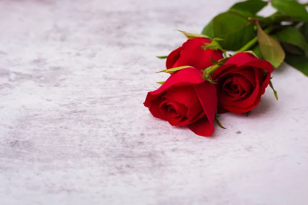 Rosa Roja Sobre Fondo Blanco San Valentín Concepto Boda — Foto de Stock