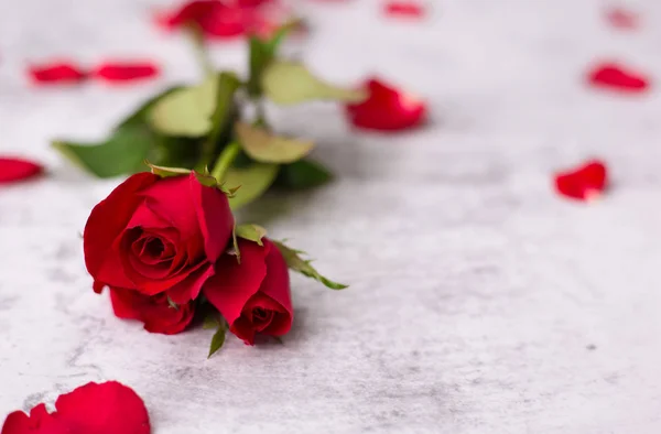 Rosa Roja Sobre Fondo Blanco San Valentín Concepto Boda — Foto de Stock