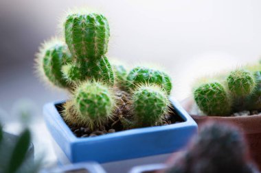 Ekinopsis calochlora - Kaktüs ailesi. Bulanık arka planda iğneleri olan yeşil kaktüs..