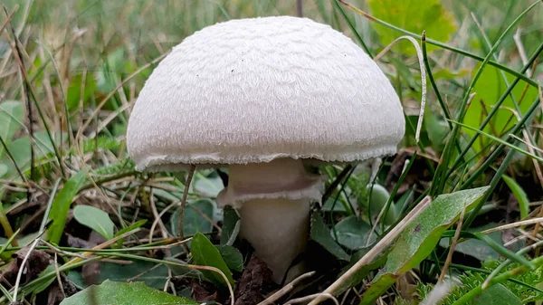 Mushroom Rain Autumn Garden — Stock Photo, Image