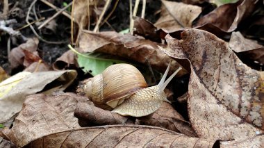 Vahşi doğada salyangoz. Bahçede sonbahar