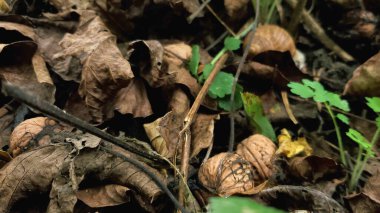Bahçede ceviz. Yapraktaki fındık hasadını ara.