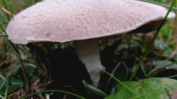 Mushroom Rain Autumn Garden — Stock Photo, Image