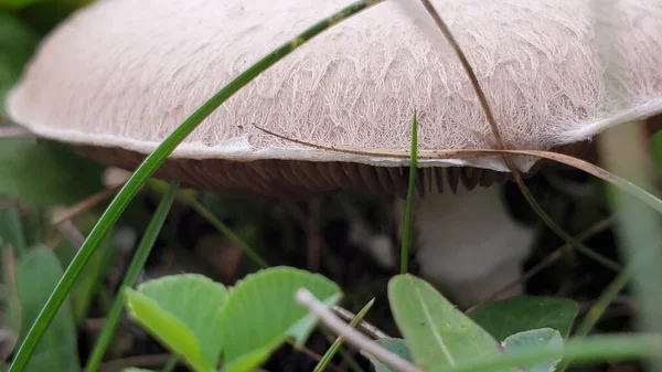 Mushroom Rain Autumn Garden — Stock Photo, Image