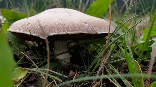 Mushroom Rain Autumn Garden — Stock Photo, Image