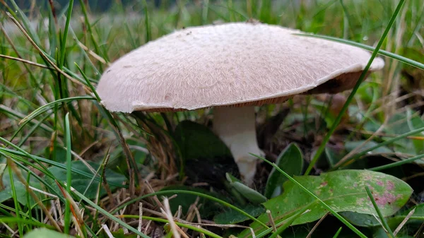 Mushroom Rain Autumn Garden — Stock Photo, Image