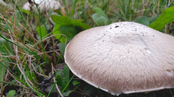 Mushroom Rain Autumn Garden — Stock Photo, Image