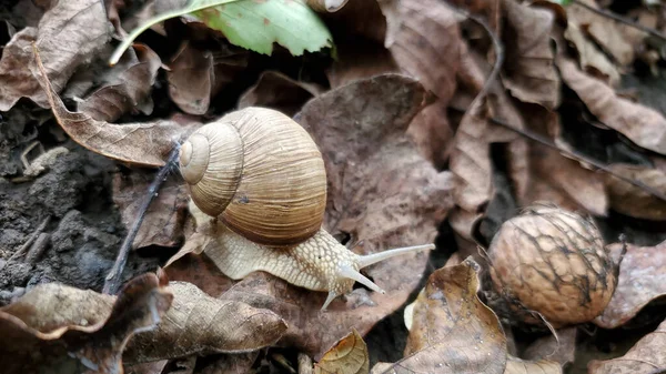 Snail Wild Autumn Garden — Stock Photo, Image