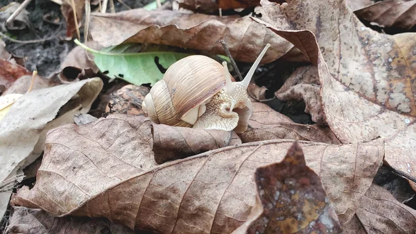 Snail Wild Autumn Garden — Stock Photo, Image
