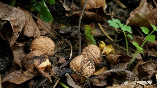 Walnuts Garden Search Harvest Nuts Leaf — Stock Photo, Image