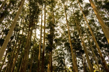Ormandaki güneş ağaçları
