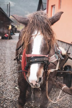 İzlanda 'da vahşi atlar