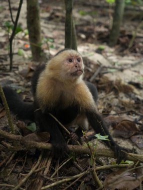 maymun ve buzağı ormanda