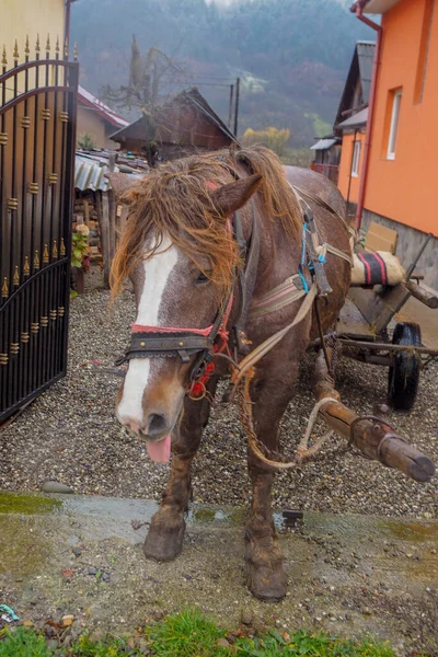 Wilde Paarden Ijsland Land — Stockfoto