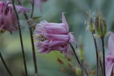 dzikie  fioletowe  kwiaty  na  trawniku