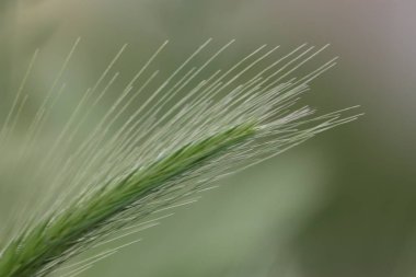 Spokojny kolor mlodej trawy na trawniku wiosenny