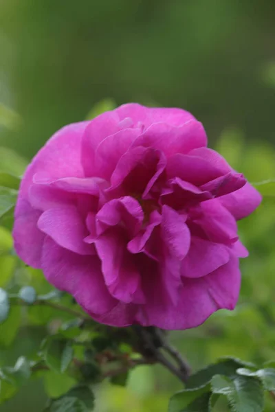 Kwiat Dzikiej Rosy Zielonym Tle — Fotografia de Stock