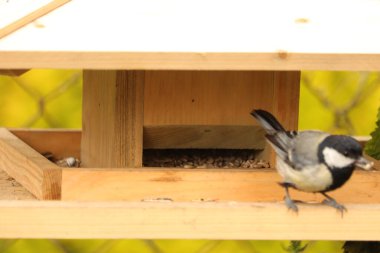 dziki  ptak  zjada  ziarno  wysypane  do  karmnika