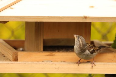 dziki  ptak  szuka  ziarna  w  karmniku