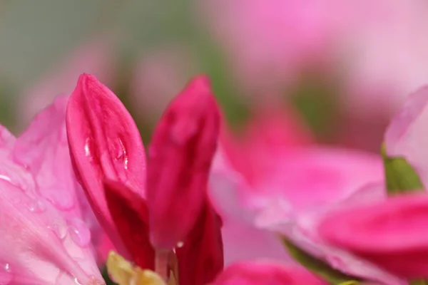 Krople Deszczu Czerwonych Kwiatach Ogrodzie — Fotografia de Stock